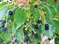 Cinnamomum camphora